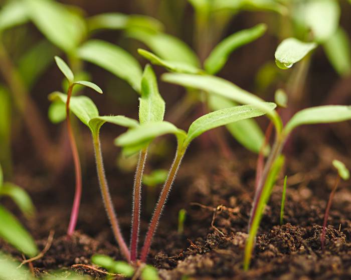 Zwischen Himmel und Erde: Schutz der Umgebung, aus der die Pomito Tomate hervorgeht