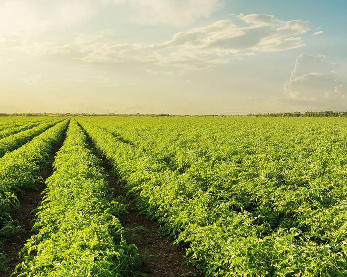 Sommer, die Saison der Pomìto Tomaten