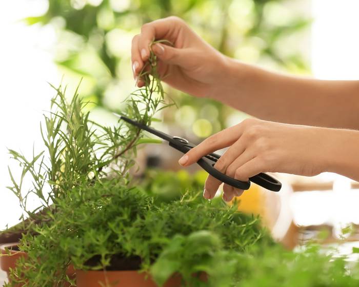 Gewürzpflanzen: die grüne Seite des Geschmacks!